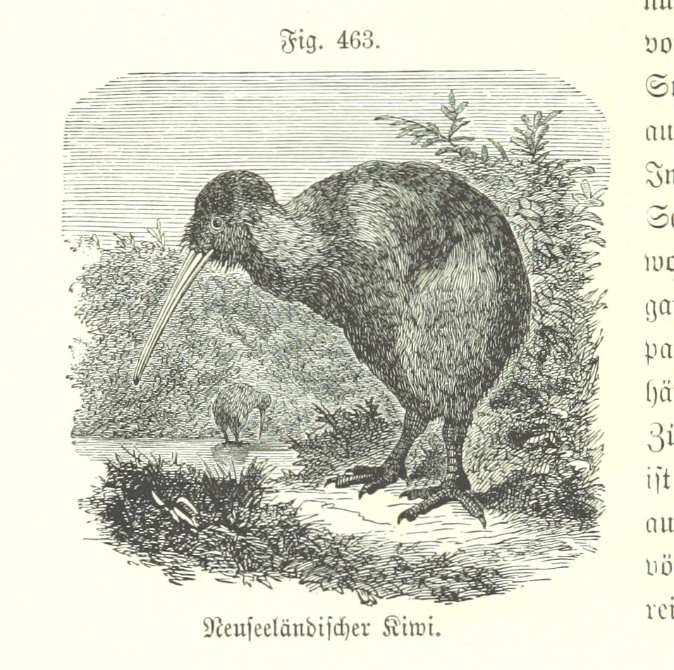 An illustration from Unser Wissen von der Erde. Allgemeine Erdkunde und Länderkunde, herausgegeben unter fachmännischer Mitwirkung von A. Kirchhoff, 1886, leaf 1068