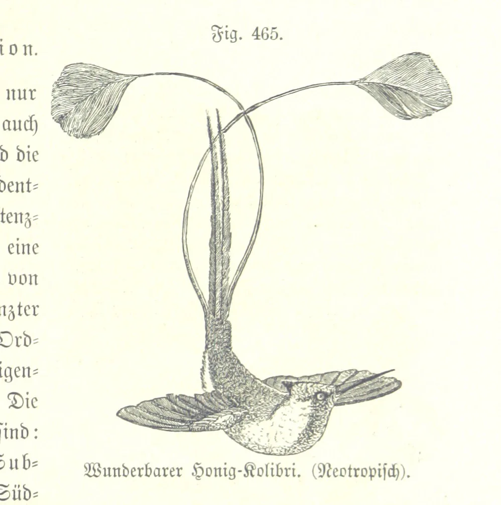 An illustration from Unser Wissen von der Erde. Allgemeine Erdkunde und Länderkunde, herausgegeben unter fachmännischer Mitwirkung von A. Kirchhoff, 1886, leaf 1069
