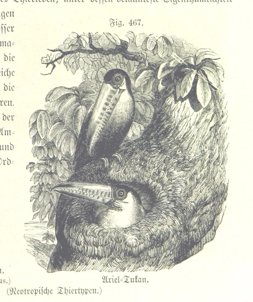 An illustration from Unser Wissen von der Erde. Allgemeine Erdkunde und Länderkunde, herausgegeben unter fachmännischer Mitwirkung von A. Kirchhoff, 1886, leaf 1069