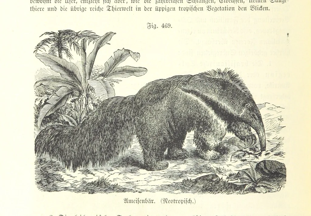 An illustration from Unser Wissen von der Erde. Allgemeine Erdkunde und Länderkunde, herausgegeben unter fachmännischer Mitwirkung von A. Kirchhoff, 1886, leaf 1070
