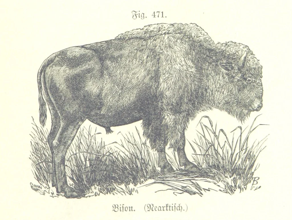 An illustration from Unser Wissen von der Erde. Allgemeine Erdkunde und Länderkunde, herausgegeben unter fachmännischer Mitwirkung von A. Kirchhoff, 1886, leaf 1075