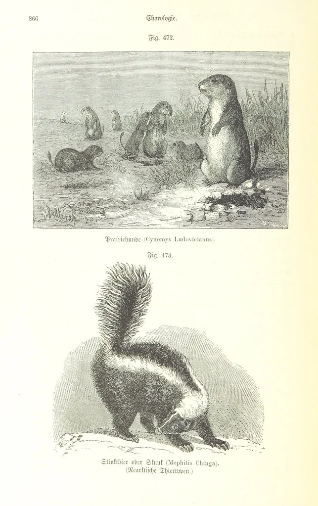 An illustration from Unser Wissen von der Erde. Allgemeine Erdkunde und Länderkunde, herausgegeben unter fachmännischer Mitwirkung von A. Kirchhoff, 1886, leaf 1076