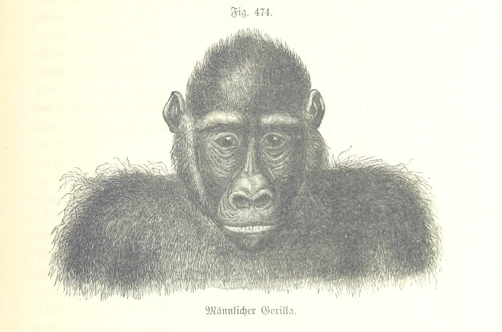 An illustration from Unser Wissen von der Erde. Allgemeine Erdkunde und Länderkunde, herausgegeben unter fachmännischer Mitwirkung von A. Kirchhoff, 1886, leaf 1083