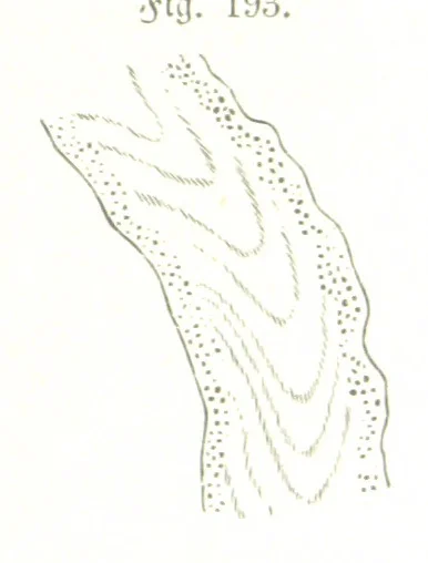 An illustration from Unser Wissen von der Erde. Allgemeine Erdkunde und Länderkunde, herausgegeben unter fachmännischer Mitwirkung von A. Kirchhoff, 1886, leaf 557