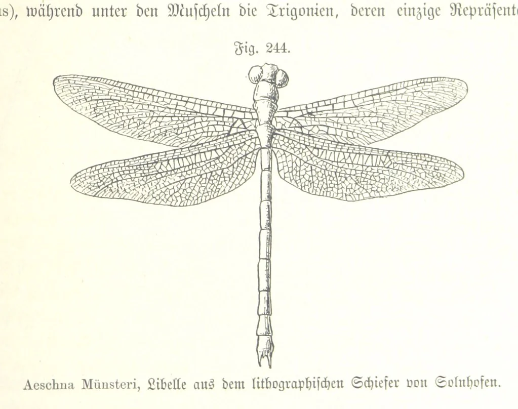 An illustration from Unser Wissen von der Erde. Allgemeine Erdkunde und Länderkunde, herausgegeben unter fachmännischer Mitwirkung von A. Kirchhoff, 1886, leaf 677