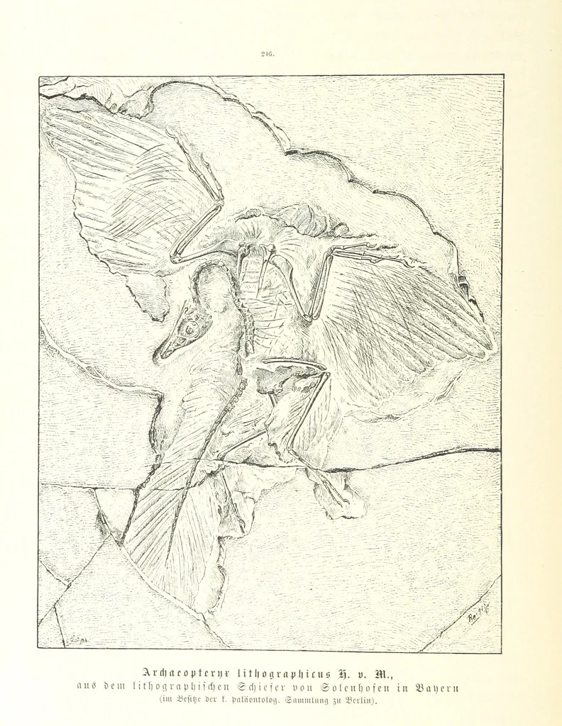 An illustration from Unser Wissen von der Erde. Allgemeine Erdkunde und Länderkunde, herausgegeben unter fachmännischer Mitwirkung von A. Kirchhoff, 1886, leaf 680