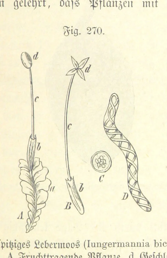 An illustration from Unser Wissen von der Erde. Allgemeine Erdkunde und Länderkunde, herausgegeben unter fachmännischer Mitwirkung von A. Kirchhoff, 1886, leaf 769