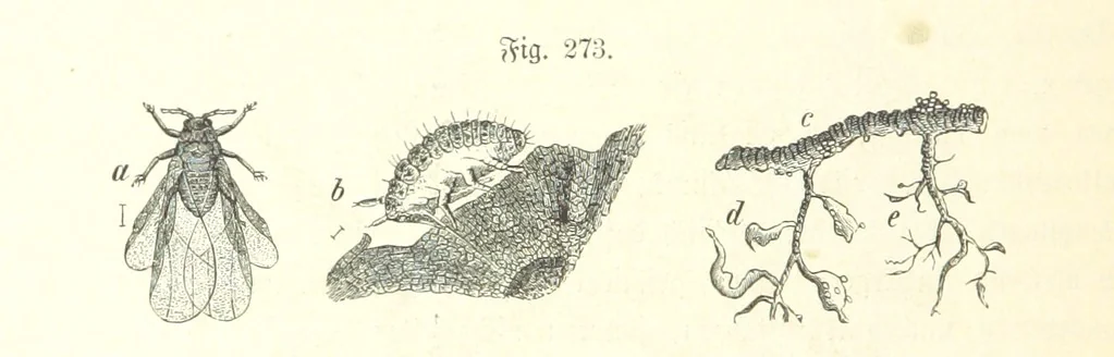 An illustration from Unser Wissen von der Erde. Allgemeine Erdkunde und Länderkunde, herausgegeben unter fachmännischer Mitwirkung von A. Kirchhoff, 1886, leaf 772