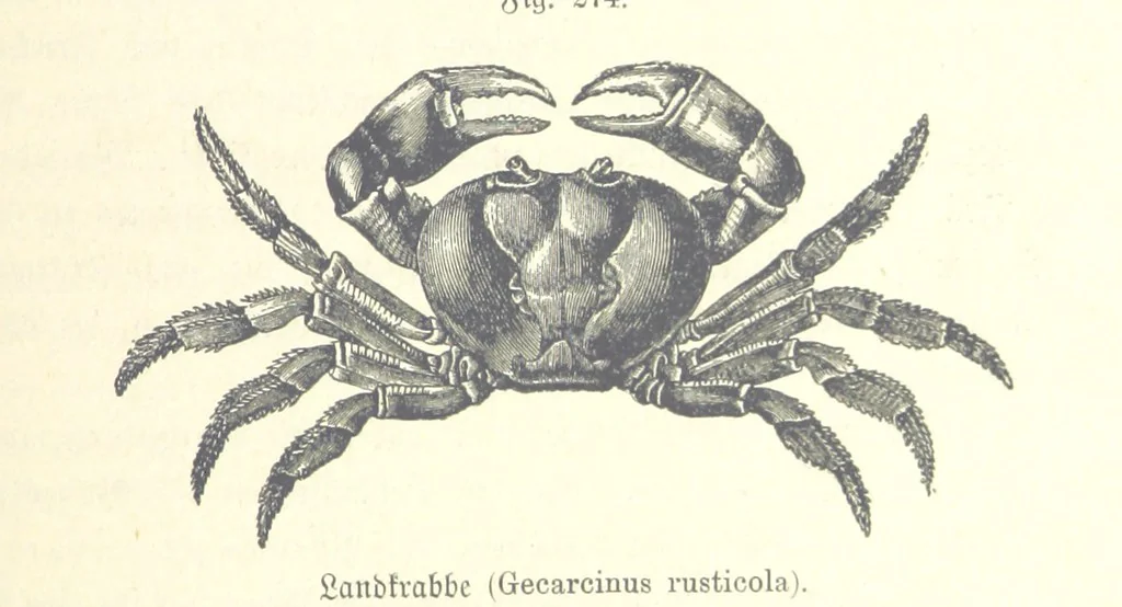 An illustration from Unser Wissen von der Erde. Allgemeine Erdkunde und Länderkunde, herausgegeben unter fachmännischer Mitwirkung von A. Kirchhoff, 1886, leaf 773