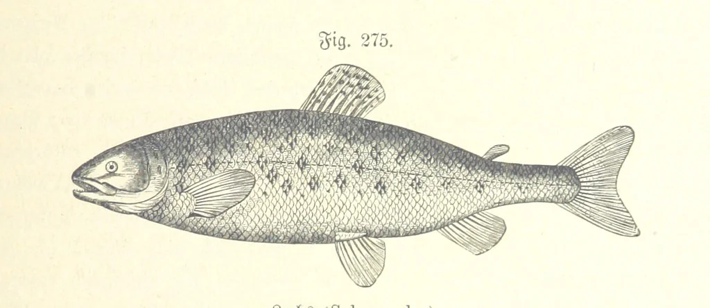 An illustration from Unser Wissen von der Erde. Allgemeine Erdkunde und Länderkunde, herausgegeben unter fachmännischer Mitwirkung von A. Kirchhoff, 1886, leaf 775
