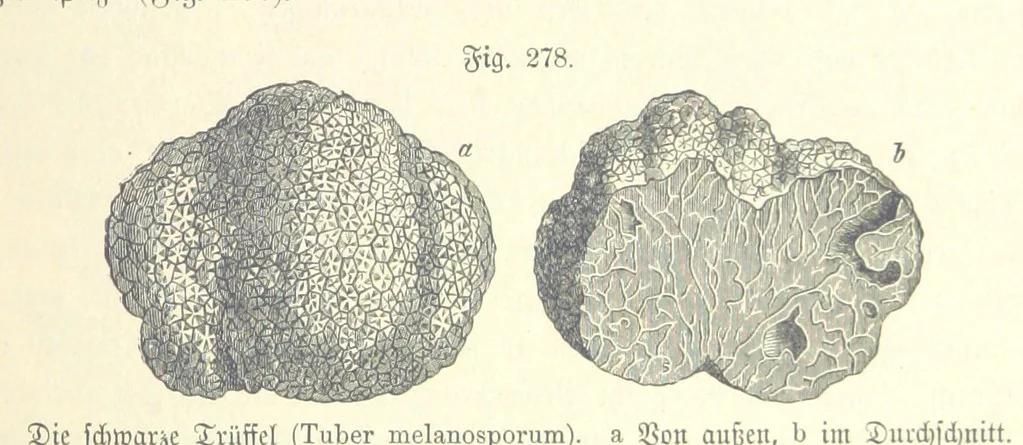 An illustration from Unser Wissen von der Erde. Allgemeine Erdkunde und Länderkunde, herausgegeben unter fachmännischer Mitwirkung von A. Kirchhoff, 1886, leaf 783