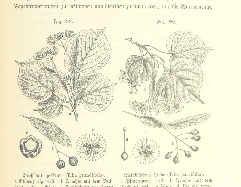 An illustration from Unser Wissen von der Erde. Allgemeine Erdkunde und Länderkunde, herausgegeben unter fachmännischer Mitwirkung von A. Kirchhoff, 1886, leaf 785