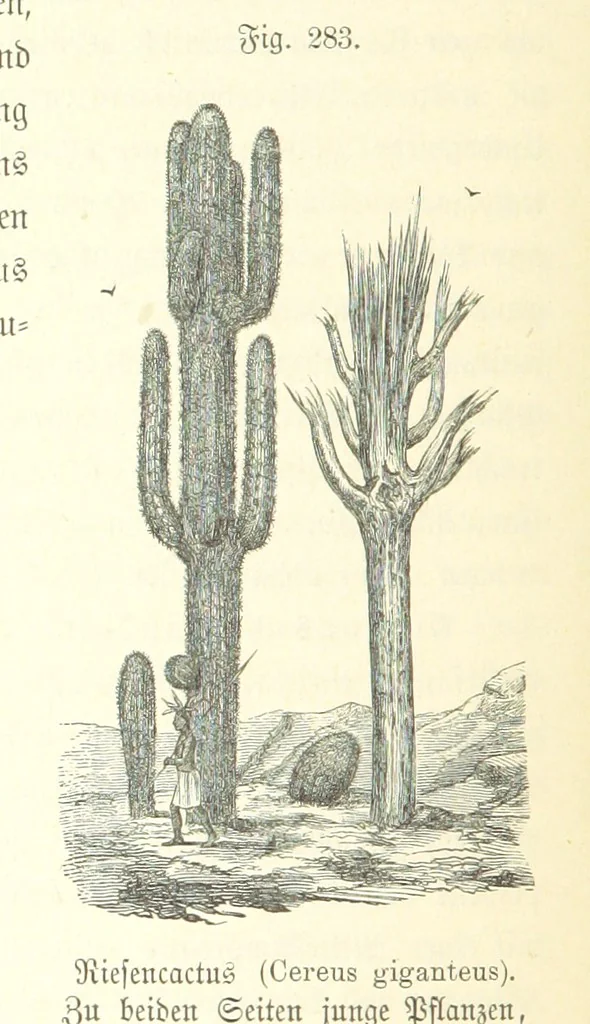 An illustration from Unser Wissen von der Erde. Allgemeine Erdkunde und Länderkunde, herausgegeben unter fachmännischer Mitwirkung von A. Kirchhoff, 1886, leaf 788