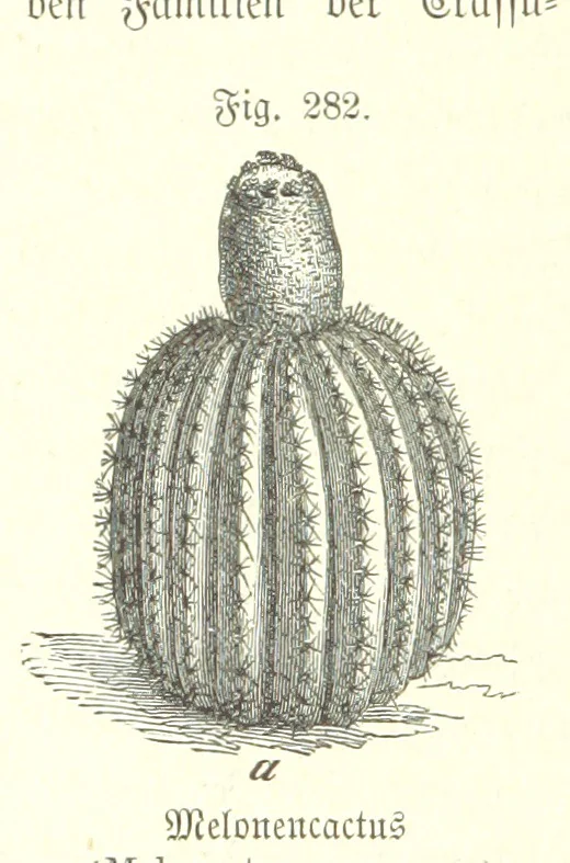 An illustration from Unser Wissen von der Erde. Allgemeine Erdkunde und Länderkunde, herausgegeben unter fachmännischer Mitwirkung von A. Kirchhoff, 1886, leaf 788