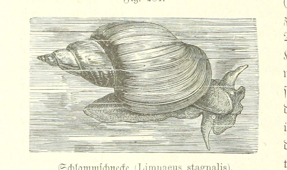 An illustration from Unser Wissen von der Erde. Allgemeine Erdkunde und Länderkunde, herausgegeben unter fachmännischer Mitwirkung von A. Kirchhoff, 1886, leaf 790