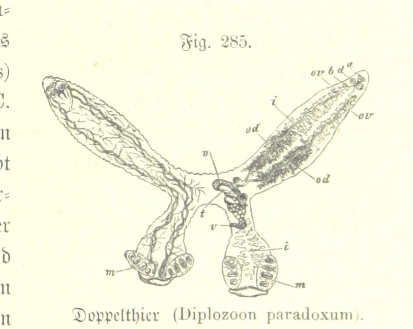An illustration from Unser Wissen von der Erde. Allgemeine Erdkunde und Länderkunde, herausgegeben unter fachmännischer Mitwirkung von A. Kirchhoff, 1886, leaf 791