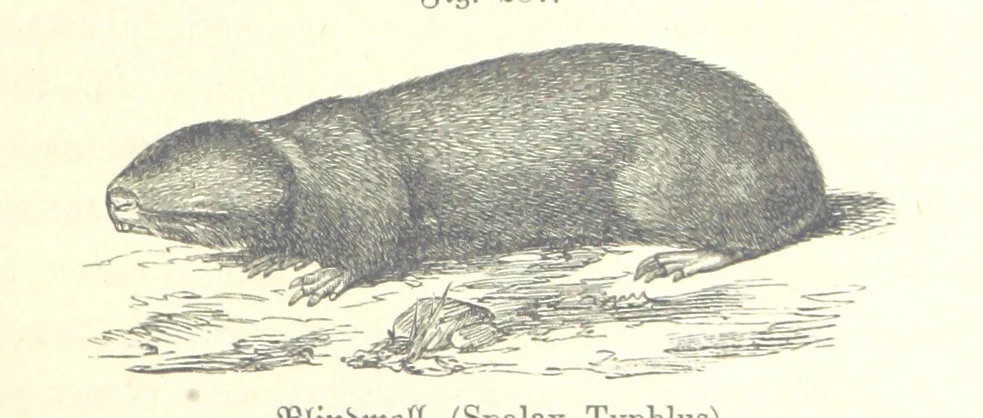 An illustration from Unser Wissen von der Erde. Allgemeine Erdkunde und Länderkunde, herausgegeben unter fachmännischer Mitwirkung von A. Kirchhoff, 1886, leaf 793
