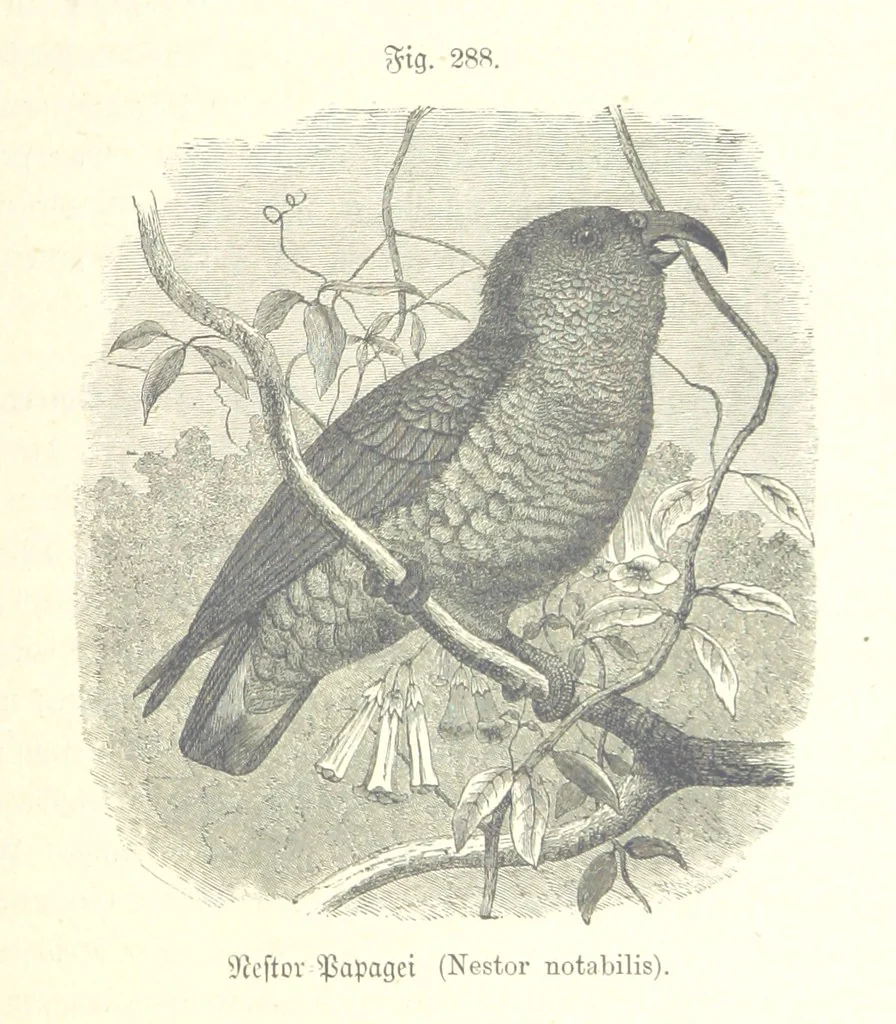 An illustration from Unser Wissen von der Erde. Allgemeine Erdkunde und Länderkunde, herausgegeben unter fachmännischer Mitwirkung von A. Kirchhoff, 1886, leaf 795