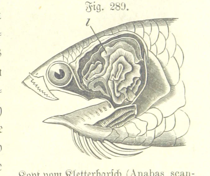 An illustration from Unser Wissen von der Erde. Allgemeine Erdkunde und Länderkunde, herausgegeben unter fachmännischer Mitwirkung von A. Kirchhoff, 1886, leaf 797