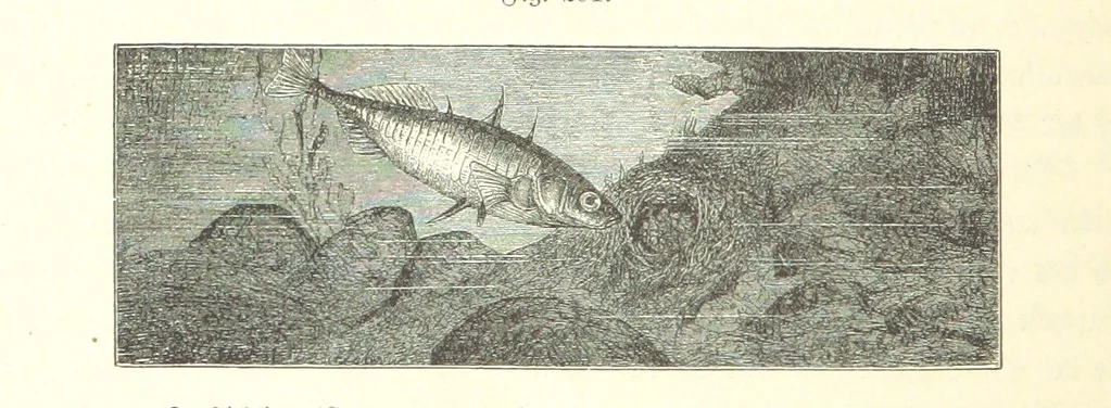 An illustration from Unser Wissen von der Erde. Allgemeine Erdkunde und Länderkunde, herausgegeben unter fachmännischer Mitwirkung von A. Kirchhoff, 1886, leaf 798