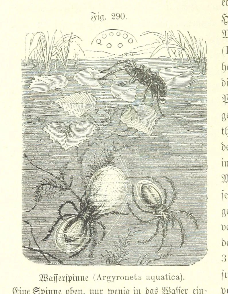 An illustration from Unser Wissen von der Erde. Allgemeine Erdkunde und Länderkunde, herausgegeben unter fachmännischer Mitwirkung von A. Kirchhoff, 1886, leaf 798