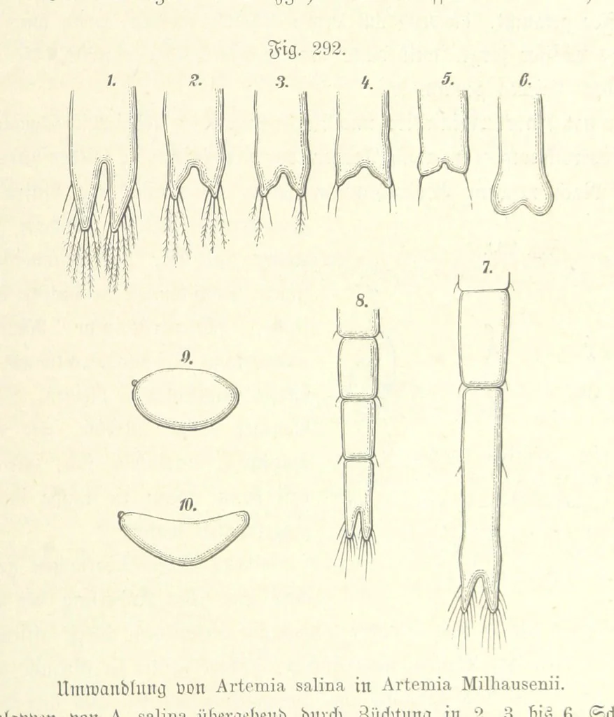 An illustration from Unser Wissen von der Erde. Allgemeine Erdkunde und Länderkunde, herausgegeben unter fachmännischer Mitwirkung von A. Kirchhoff, 1886, leaf 799