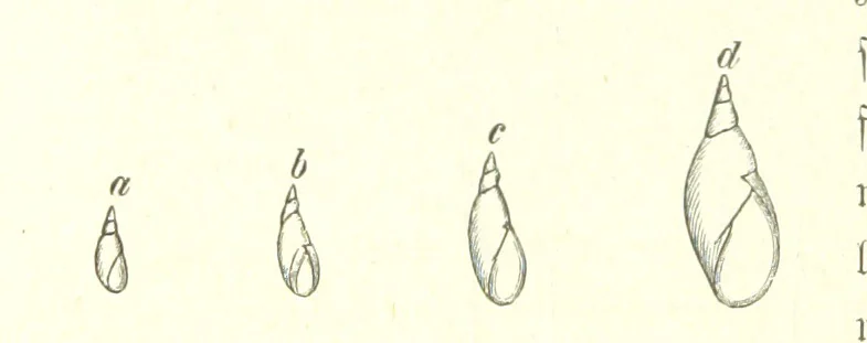 An illustration from Unser Wissen von der Erde. Allgemeine Erdkunde und Länderkunde, herausgegeben unter fachmännischer Mitwirkung von A. Kirchhoff, 1886, leaf 800