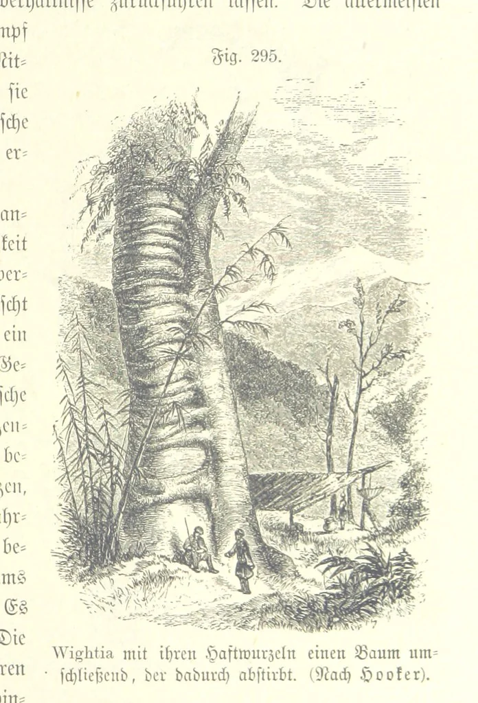 An illustration from Unser Wissen von der Erde. Allgemeine Erdkunde und Länderkunde, herausgegeben unter fachmännischer Mitwirkung von A. Kirchhoff, 1886, leaf 803