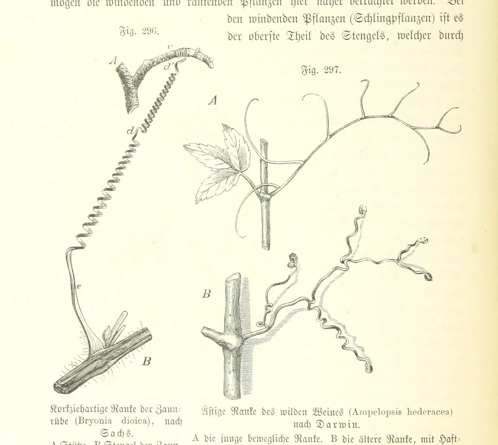 An illustration from Unser Wissen von der Erde. Allgemeine Erdkunde und Länderkunde, herausgegeben unter fachmännischer Mitwirkung von A. Kirchhoff, 1886, leaf 804