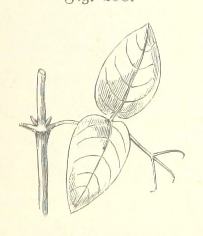 An illustration from Unser Wissen von der Erde. Allgemeine Erdkunde und Länderkunde, herausgegeben unter fachmännischer Mitwirkung von A. Kirchhoff, 1886, leaf 805