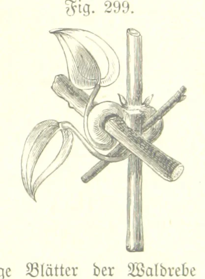 An illustration from Unser Wissen von der Erde. Allgemeine Erdkunde und Länderkunde, herausgegeben unter fachmännischer Mitwirkung von A. Kirchhoff, 1886, leaf 805