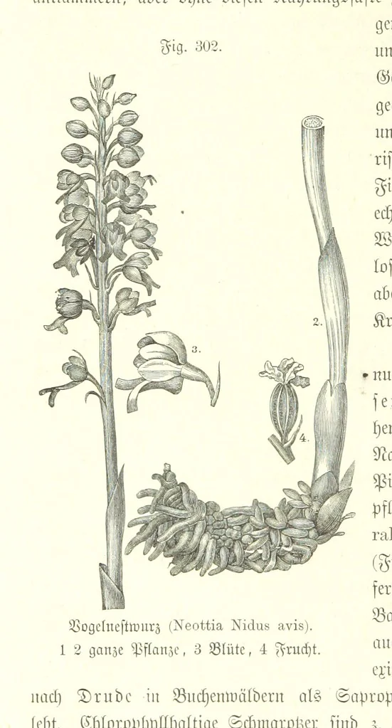 An illustration from Unser Wissen von der Erde. Allgemeine Erdkunde und Länderkunde, herausgegeben unter fachmännischer Mitwirkung von A. Kirchhoff, 1886, leaf 810