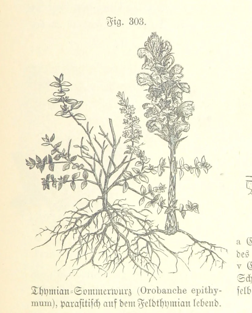 An illustration from Unser Wissen von der Erde. Allgemeine Erdkunde und Länderkunde, herausgegeben unter fachmännischer Mitwirkung von A. Kirchhoff, 1886, leaf 811