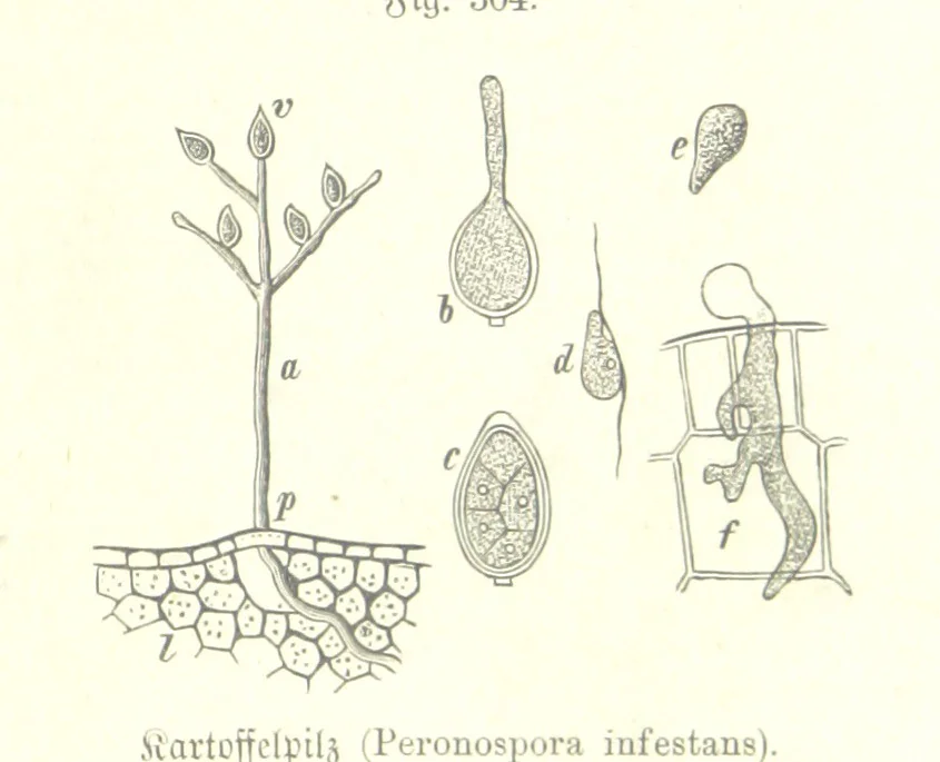 An illustration from Unser Wissen von der Erde. Allgemeine Erdkunde und Länderkunde, herausgegeben unter fachmännischer Mitwirkung von A. Kirchhoff, 1886, leaf 811