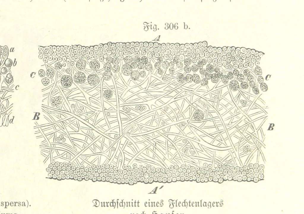 An illustration from Unser Wissen von der Erde. Allgemeine Erdkunde und Länderkunde, herausgegeben unter fachmännischer Mitwirkung von A. Kirchhoff, 1886, leaf 813