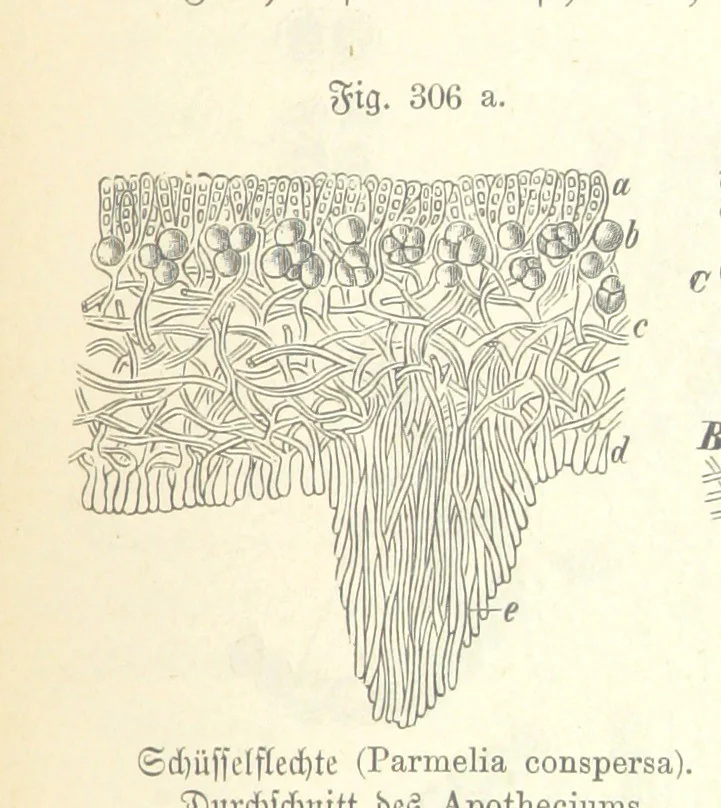 An illustration from Unser Wissen von der Erde. Allgemeine Erdkunde und Länderkunde, herausgegeben unter fachmännischer Mitwirkung von A. Kirchhoff, 1886, leaf 813