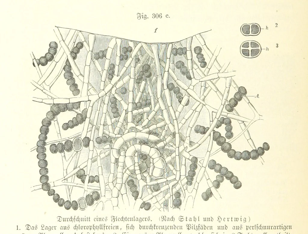 An illustration from Unser Wissen von der Erde. Allgemeine Erdkunde und Länderkunde, herausgegeben unter fachmännischer Mitwirkung von A. Kirchhoff, 1886, leaf 814