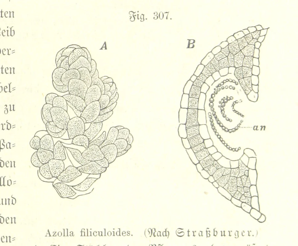 An illustration from Unser Wissen von der Erde. Allgemeine Erdkunde und Länderkunde, herausgegeben unter fachmännischer Mitwirkung von A. Kirchhoff, 1886, leaf 815