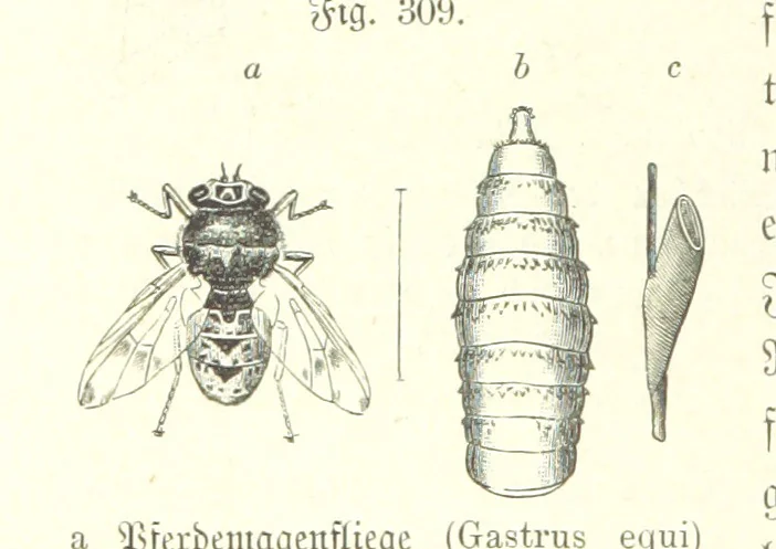 An illustration from Unser Wissen von der Erde. Allgemeine Erdkunde und Länderkunde, herausgegeben unter fachmännischer Mitwirkung von A. Kirchhoff, 1886, leaf 816