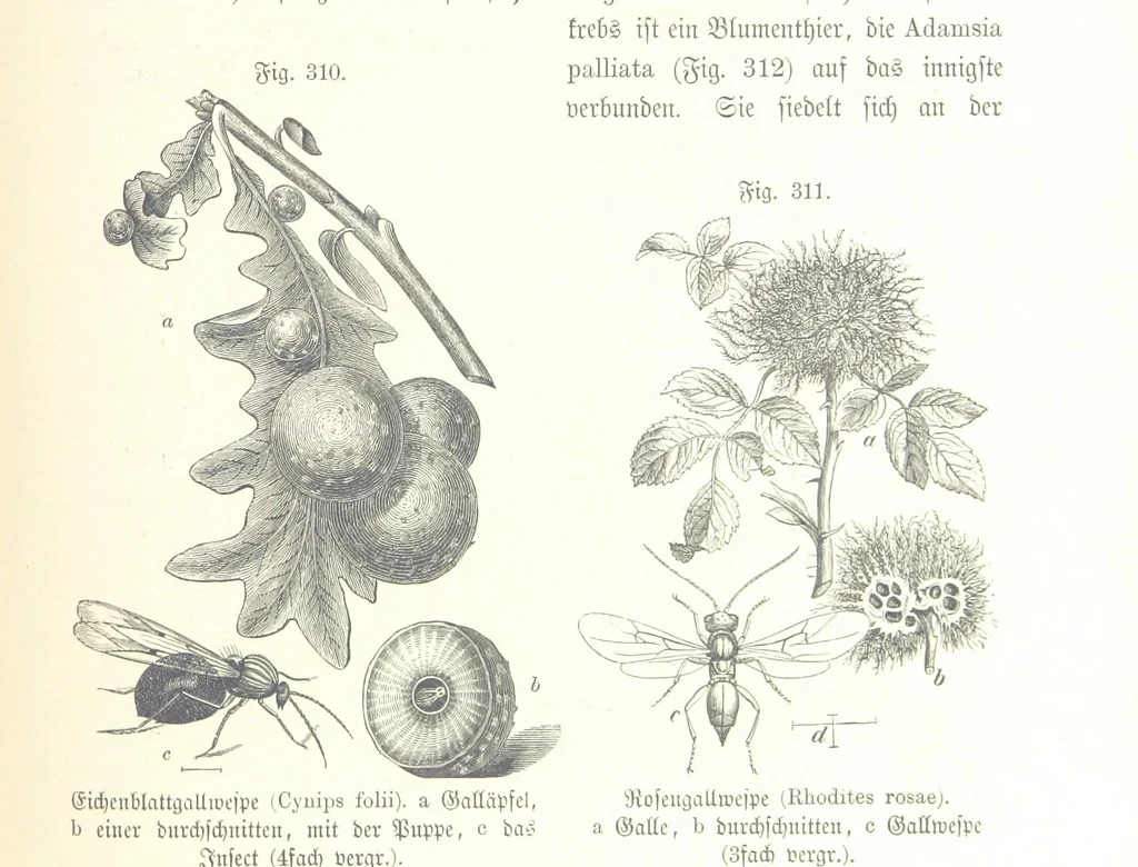 An illustration from Unser Wissen von der Erde. Allgemeine Erdkunde und Länderkunde, herausgegeben unter fachmännischer Mitwirkung von A. Kirchhoff, 1886, leaf 817
