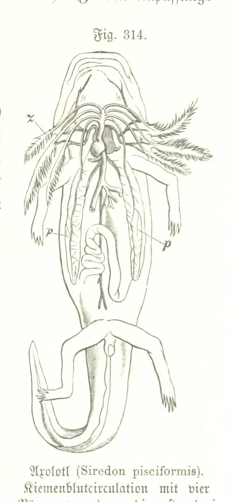 An illustration from Unser Wissen von der Erde. Allgemeine Erdkunde und Länderkunde, herausgegeben unter fachmännischer Mitwirkung von A. Kirchhoff, 1886, leaf 821