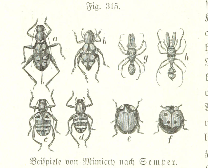 An illustration from Unser Wissen von der Erde. Allgemeine Erdkunde und Länderkunde, herausgegeben unter fachmännischer Mitwirkung von A. Kirchhoff, 1886, leaf 824