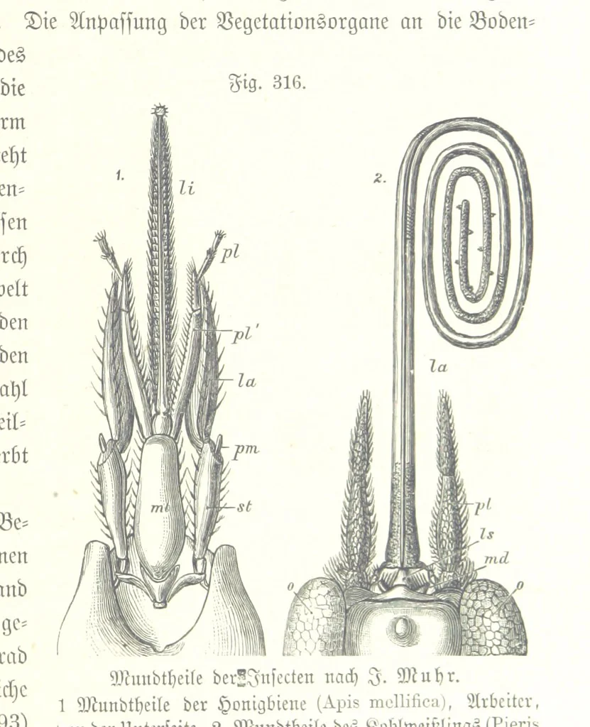 An illustration from Unser Wissen von der Erde. Allgemeine Erdkunde und Länderkunde, herausgegeben unter fachmännischer Mitwirkung von A. Kirchhoff, 1886, leaf 825