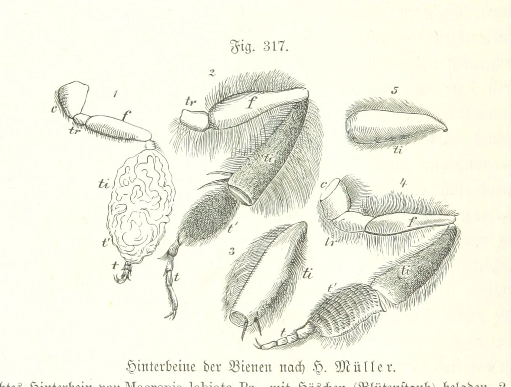 An illustration from Unser Wissen von der Erde. Allgemeine Erdkunde und Länderkunde, herausgegeben unter fachmännischer Mitwirkung von A. Kirchhoff, 1886, leaf 826