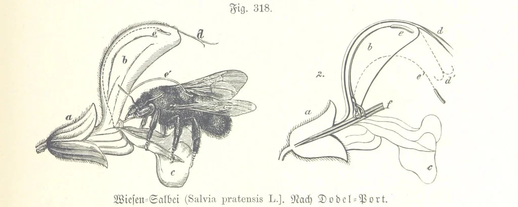 An illustration from Unser Wissen von der Erde. Allgemeine Erdkunde und Länderkunde, herausgegeben unter fachmännischer Mitwirkung von A. Kirchhoff, 1886, leaf 829