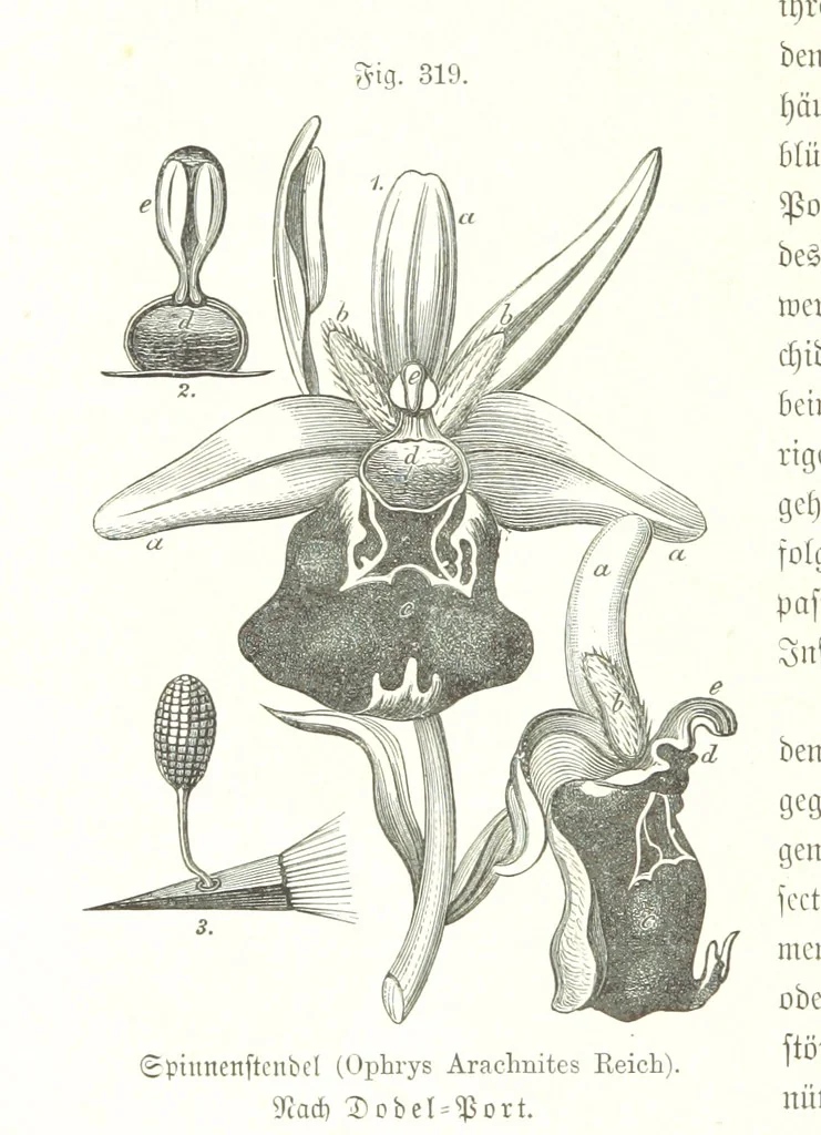 An illustration from Unser Wissen von der Erde. Allgemeine Erdkunde und Länderkunde, herausgegeben unter fachmännischer Mitwirkung von A. Kirchhoff, 1886, leaf 830