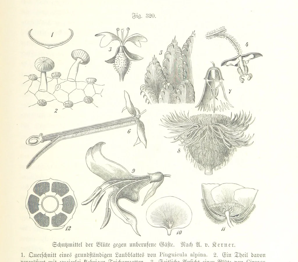 An illustration from Unser Wissen von der Erde. Allgemeine Erdkunde und Länderkunde, herausgegeben unter fachmännischer Mitwirkung von A. Kirchhoff, 1886, leaf 831