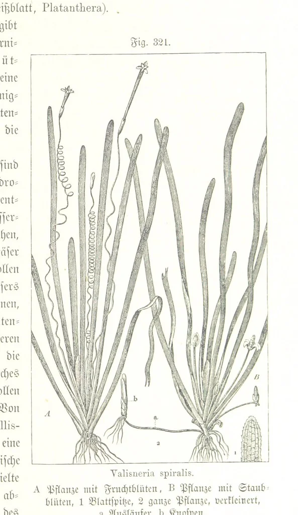 An illustration from Unser Wissen von der Erde. Allgemeine Erdkunde und Länderkunde, herausgegeben unter fachmännischer Mitwirkung von A. Kirchhoff, 1886, leaf 833