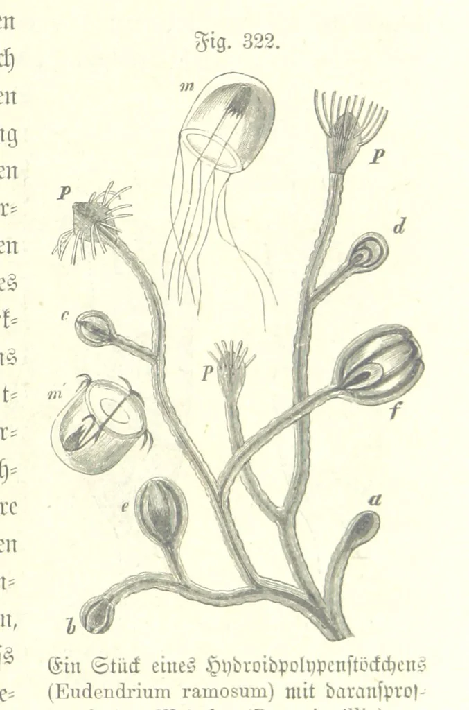 An illustration from Unser Wissen von der Erde. Allgemeine Erdkunde und Länderkunde, herausgegeben unter fachmännischer Mitwirkung von A. Kirchhoff, 1886, leaf 835