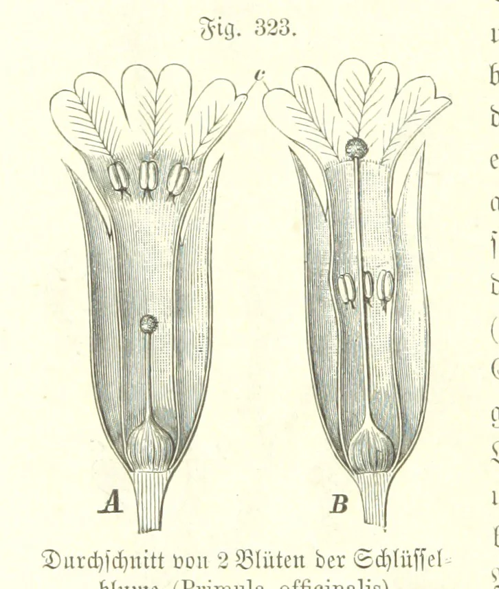 An illustration from Unser Wissen von der Erde. Allgemeine Erdkunde und Länderkunde, herausgegeben unter fachmännischer Mitwirkung von A. Kirchhoff, 1886, leaf 836